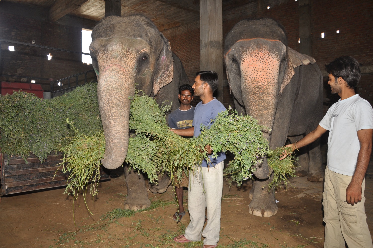 Feeding Elephants - The CSR Journal