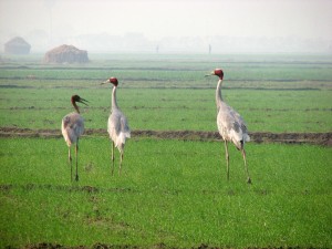 A state-of-art airport was proposed in the wetlands of Safai village in Etawah district, which meant a death warrant to the Sarus Crane, a bird inhabiting the area. (Photo Courtesy - Vijay Bedi)
