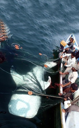 Copy of Whaleshark rescue