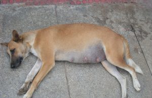 Stray Dogs in India