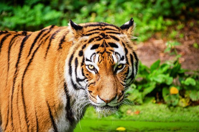 CSR campaigns for International Tiger Day