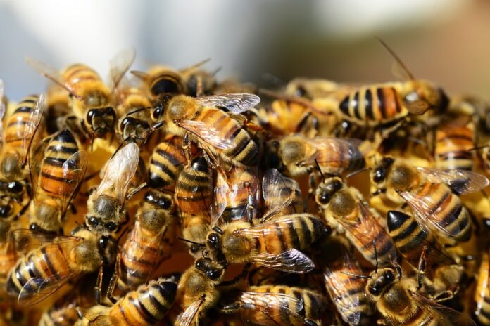 Save The Honey bees