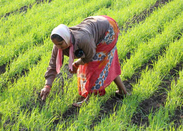 Women farmers of India
