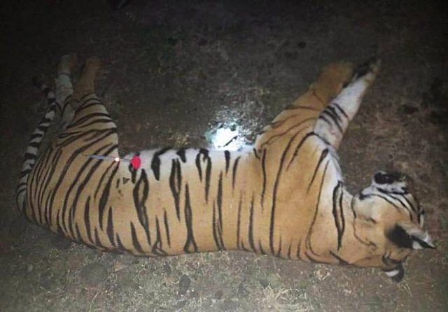 Tigress Avni Killed