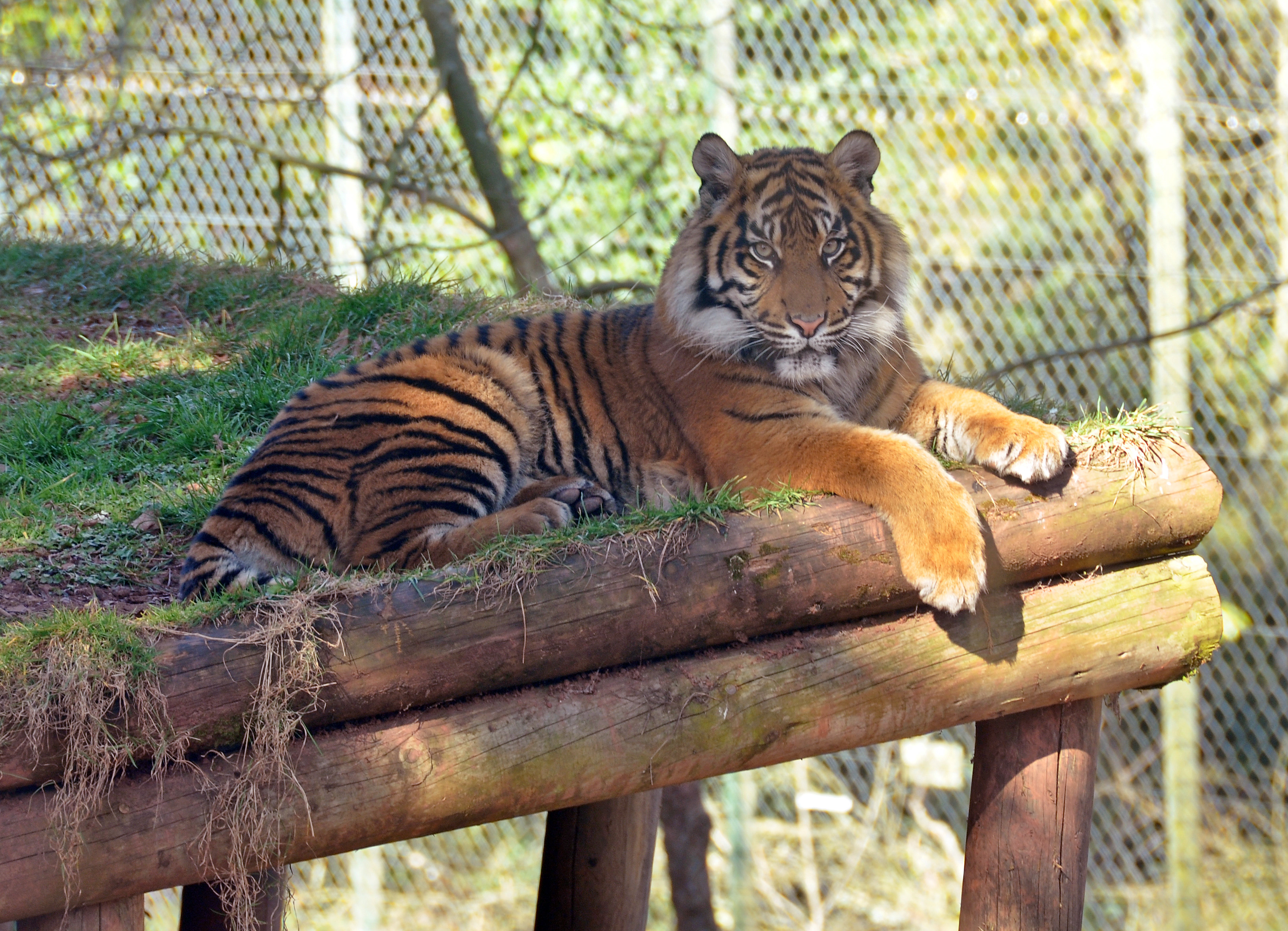 CSR: The Pros And Cons Of Zoos - The CSR Journal