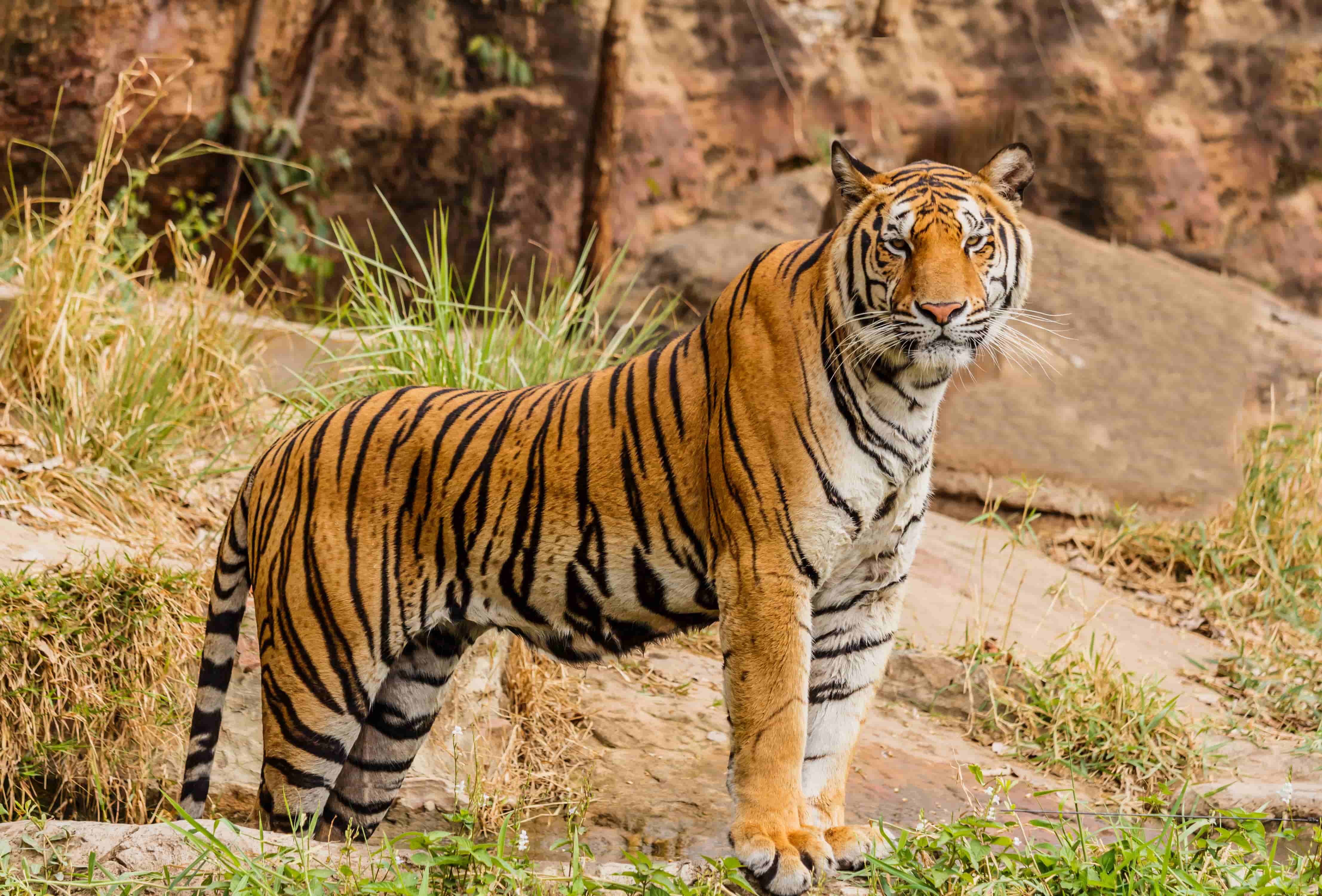 Increase In The Number Of Tigers In India - The CSR Journal