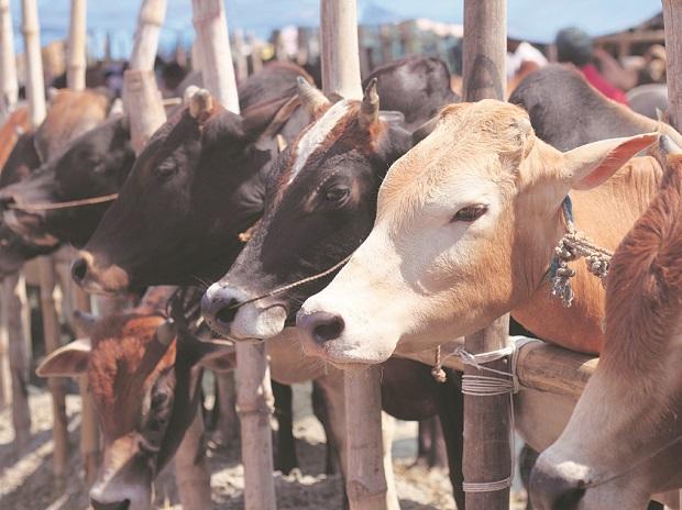 Adityanath Govt Wants CSR Funds To Be Used To Run Cow Shelters The 