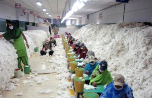 Supply Chains - Cotton Industry