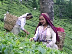 Tea plantation workers