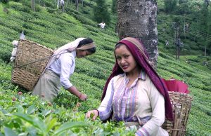 Tea plantation workers