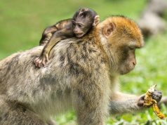 monkey with her baby