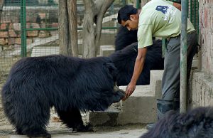 Agra bear rescue