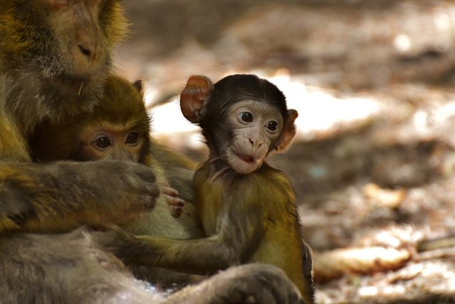 Barbary Ape - Endangered Species - On verge of Extinction