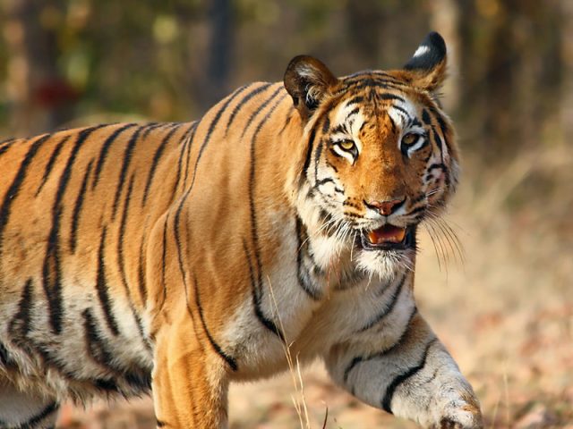 Wildlife Crimes in India