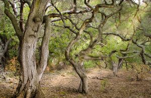 oak forest