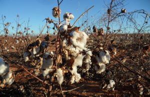Better Cotton Initiative