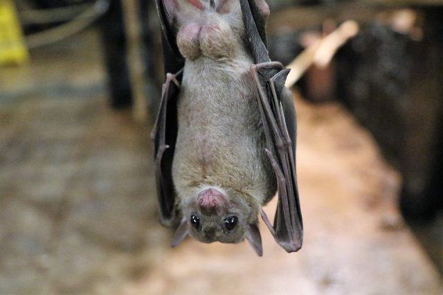 Fruit Bats are natural carriers of Nipah Virus