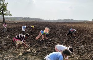 Child Labour on Cotton Farms