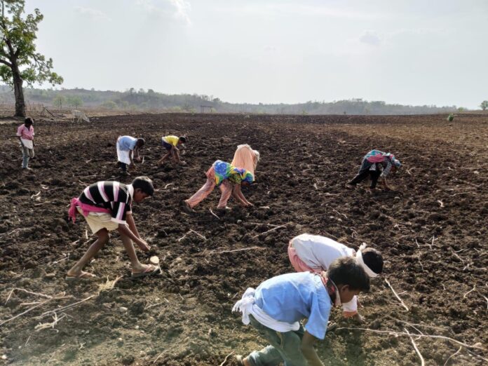 Child Labour on Cotton Farms