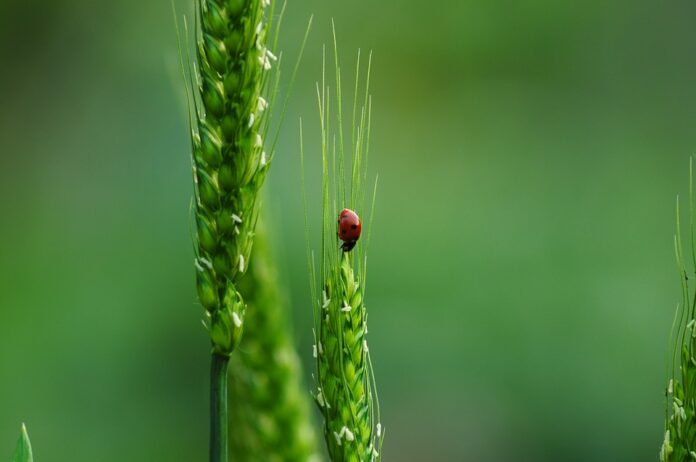 Land sharing or Land Sparing - Biodiversity
