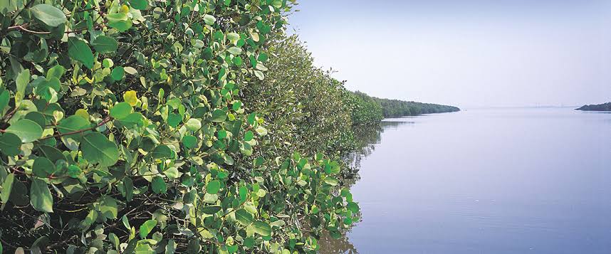 Godrej Mangroves