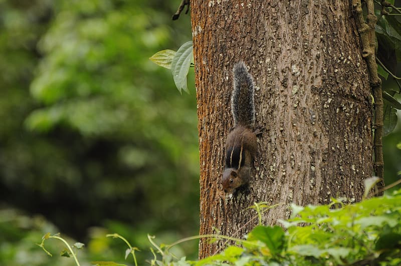 biodiversity hotspots in india