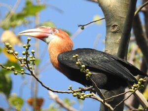 Narcodam Hornbill