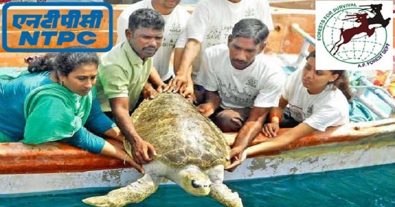 NTPC has a flagship CSR programme to save Olive Ridley Turtles