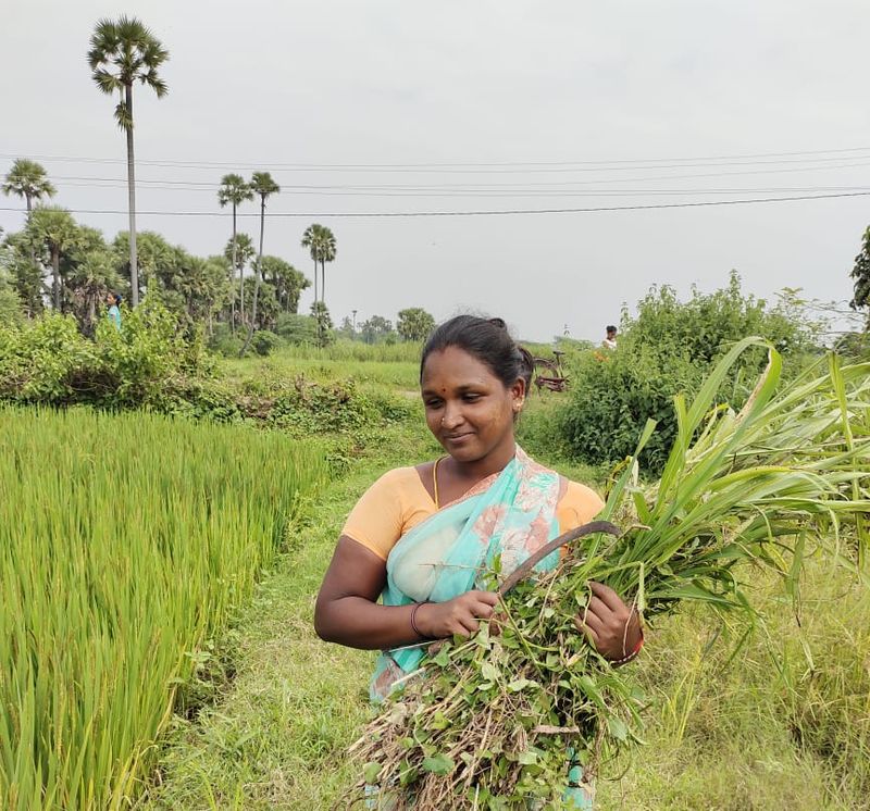 Green fodder fields - The CSR Journal