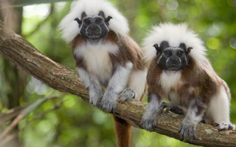 Cotton Top Tamarin