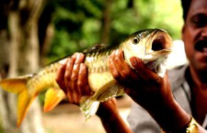 Act for Mahseer