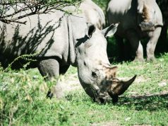 Rhinos - Forevermark CSR project