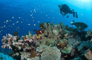 Tata Chemicals Coral Reef
