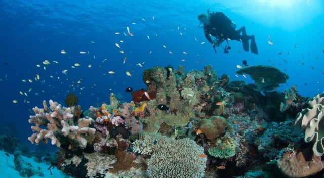 Tata Chemicals Coral Reef
