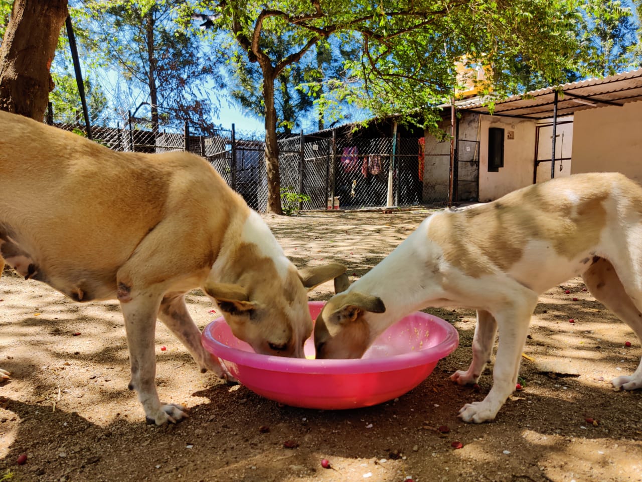 World Animal Welfare Day: How NGOs are making the world better for stray  dogs - The CSR Journal