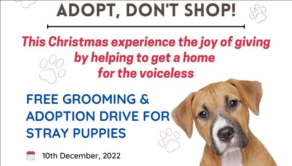 Stray Happy Animal Foundation to host grooming and adoption camp for stray  pups in Mumbai - The CSR Journal