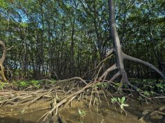 Mangrove Conservation