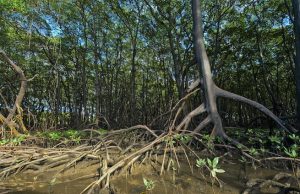 Mangrove Conservation