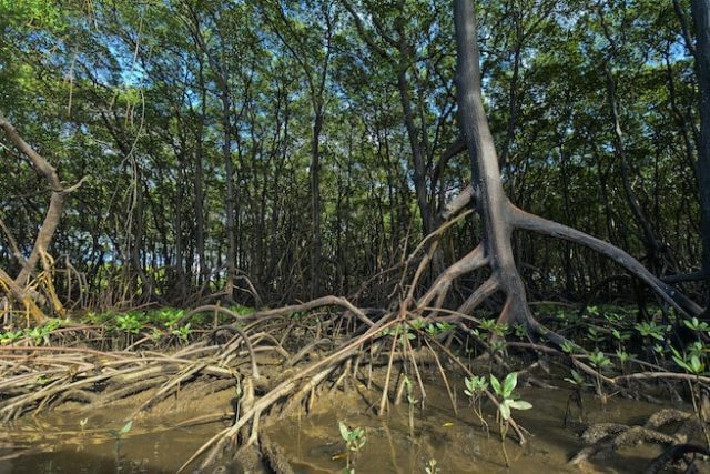 Mangrove Conservation