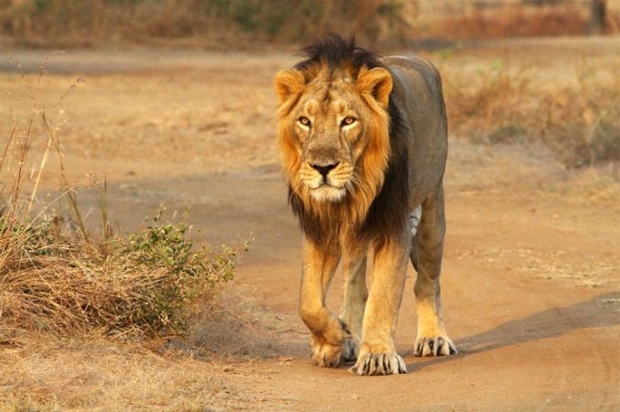 World Lion Day 2023: Top CSR Initiatives Promoting Lion Conservation in