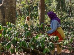 Precision Development- Women coffee workers at a coffee farm in Paderu, Andhra Pradesh