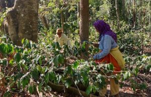 Precision Development- Women coffee workers at a coffee farm in Paderu, Andhra Pradesh