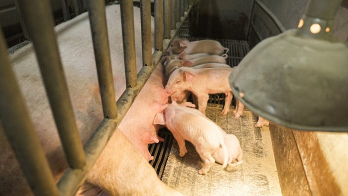 New Government urged to table animal welfare bill in upcoming Parliament Monsoon session