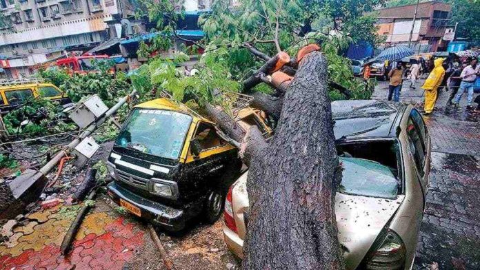 Avoid taking shelter under trees during monsoon: BMC urges Mumbai citizens