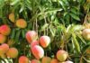 CSR project Unnati Mango launched to promote sustainable mango cultivation in Karnataka