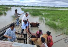 Animal protection organization rescuing companions and farmed animals amid devastating Assam floods