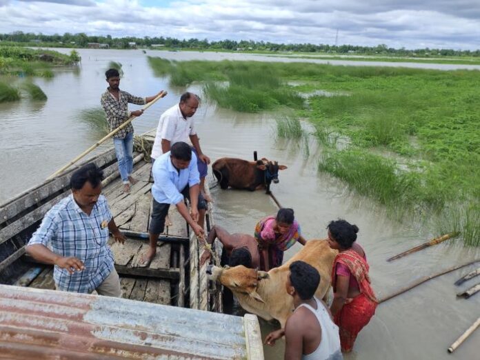 Animal protection organization rescuing companions and farmed animals amid devastating Assam floods