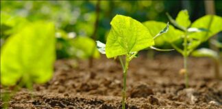 Making India greener: Top CSR initiatives for tree plantation