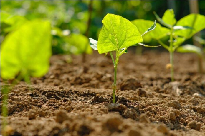 Making India greener: Top CSR initiatives for tree plantation
