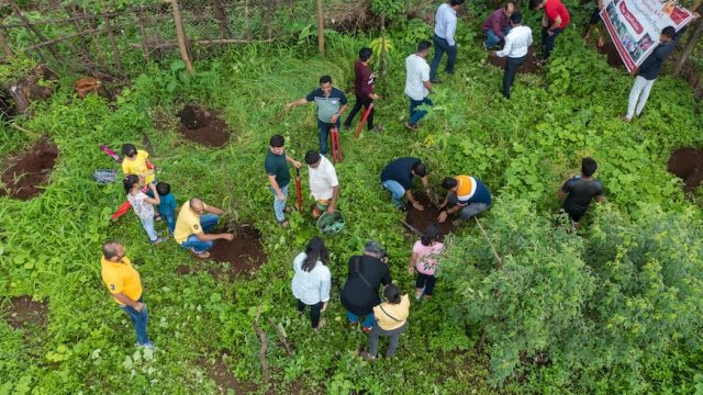 Tree Plantation Drive Allcargo Group